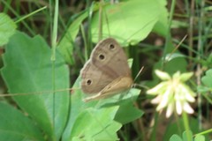 Megisto cymela cymela