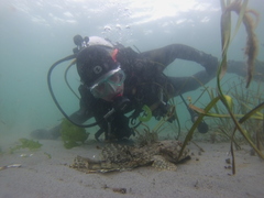 Myoxocephalus polyacanthocephalus