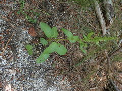 Rumex obtusifolius obtusifolius