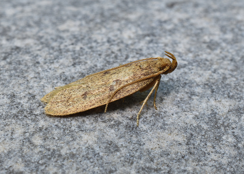 Glyphidocera septentrionella photo 2