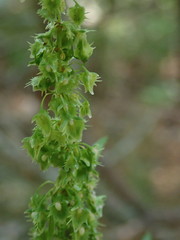 Rumex obtusifolius obtusifolius