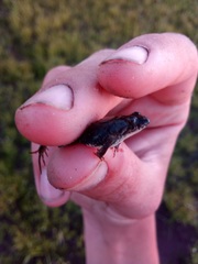 Pseudopaludicola falcipes