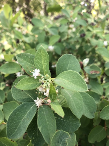 Western Snowberry