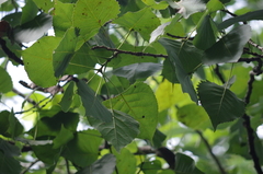 Populus deltoides