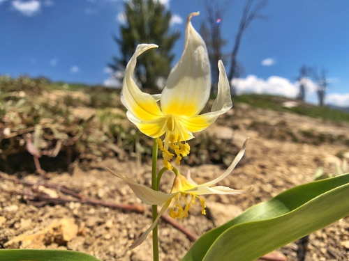 Glacier Lily