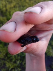 Pseudopaludicola falcipes