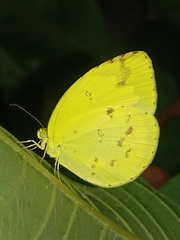 Eurema hecabe
