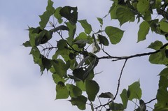 Populus deltoides