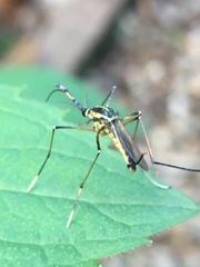 Toxorhynchites rutilus septentrionalis