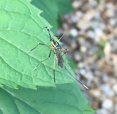 Toxorhynchites rutilus septentrionalis