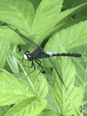 Leucorrhinia frigida