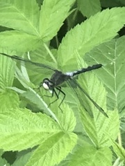 Leucorrhinia frigida