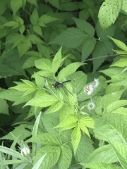 Leucorrhinia frigida