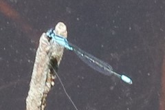 Enallagma geminatum