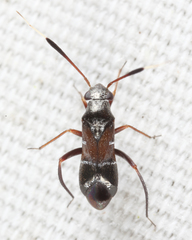 Pilophorus