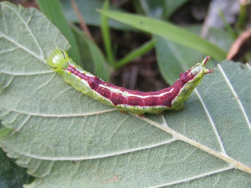 Double-lined Prominent photo 5