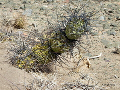 Tephrocactus aoracanthus