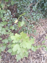 Ribes aureum