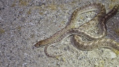 Arizona elegans eburnata