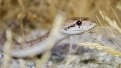 Arizona elegans eburnata