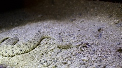 Crotalus cerastes laterorepens