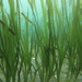 Eelgrass - Photo (c) tdwyer00, some rights reserved (CC BY-NC)