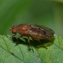 Suillia quinquepunctata