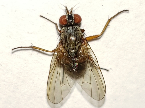 Emmesomyia