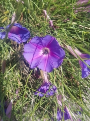 Ipomoea sescossiana