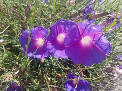 Ipomoea sescossiana
