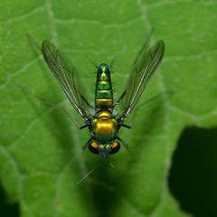 Condylostylus comatus