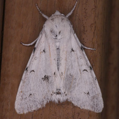 Acronicta vulpina