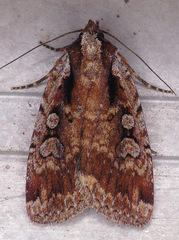 Eueretagrotis attentus