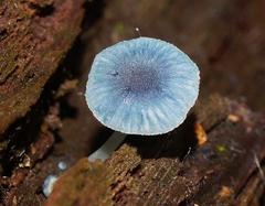 Mycena interrupta