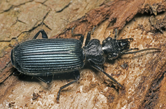 Helluonidius