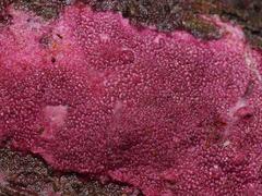 Ceriporia purpurea