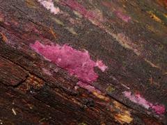 Ceriporia purpurea