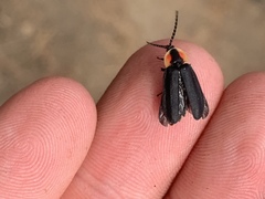 Lucidota atra