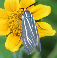 Ctenucha venosa