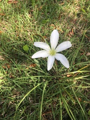 Zephyranthes atamasco