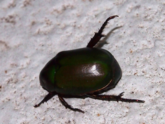 Anomala rubripes