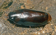Pseudomorphini