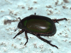 Anomala rubripes