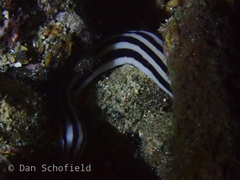Baseodiscus quinquelineatus