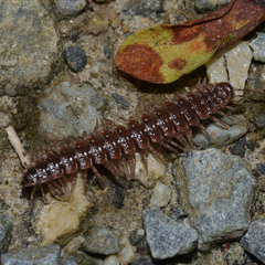 Pseudopolydesmus erasus