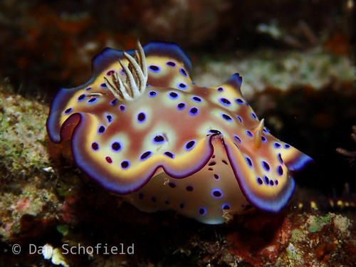 Photo of Kunie's goniobranchus (Goniobranchus kuniei)