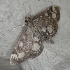 Anania coronata