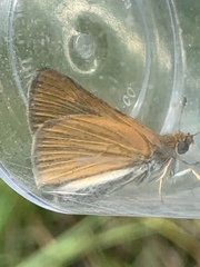 Euphyes bimacula