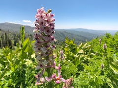 Corydalis caseana cusickii