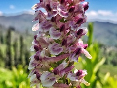 Corydalis caseana cusickii